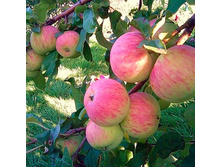 ������ ������������-260� (����������).jpg