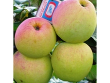 ������ ����������-260� (����������).jpg