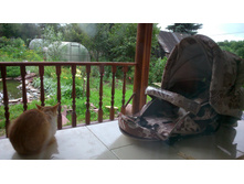 ����� ���