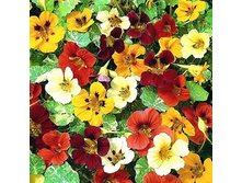 ��������� ������ ,(��) 8,00 ���.[���.3005102]