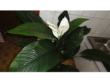 ����������� ��������