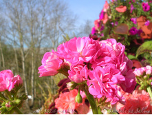 Saxdalens Selma