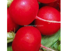 ����� ����,(��) 5,00 ���. [���.12000035]