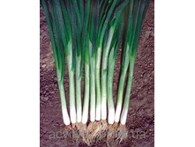 ���  �� ������ ���� ������ (������) 10,09���..jpg [���.��000009773]