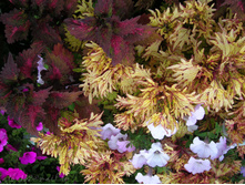 DSCN4951.JPG