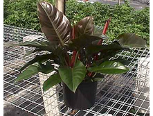 ����������� �������� ��� (Imperial Red) -  �� 600 ���.