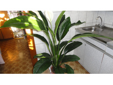 ����������� ��������