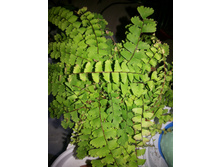Adiantum caudatum