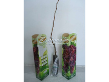 �������� �������� ���� ������ �������� � �������  220�