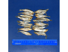 Tulka hk-625x500.jpg