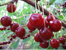 ����� ��������� ���������-410�