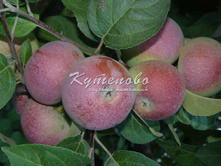 ������ " ����"    240�