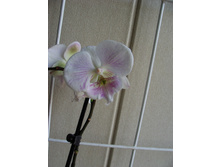 Dtps. Lius Sakura � Big Lip x Phalaenopsis Lioulin Pretty Lip