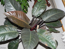 ����������� �������� ��� (Imperial Red)