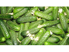 ������ ����� F1 8�� ��� ��� �.� 20,00 ���.. [���.��000000767]