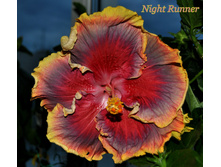 Night Runner