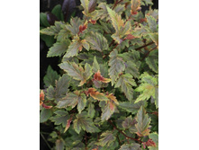 ������������� ��������(���)