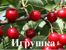 ��� ������� 450�.jpg