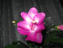 IMG 4585.JPG