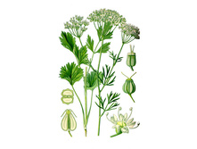 ����, ������, 50� ���� 63 ���