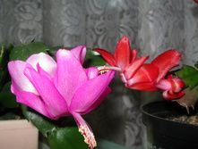 IMG 4588.JPG