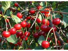 ����� ���������� (�������)-230�