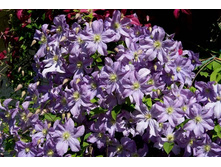 ������� ����� *(����)