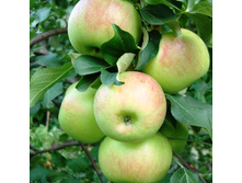 ������ ��������-350�