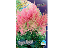 ���� ����* ��� ( 17� ���)