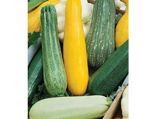 ������� ������� ����� ������ 10�� ��� ��� �.� 6,00 ���. [���.5000086]