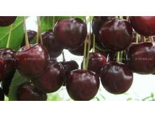 ����� ������������-410�