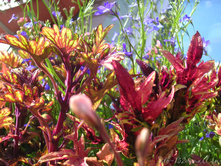 DSCN4140.JPG