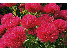 ����� ������� �������,(��) 8,50 ���. [���.3003073]