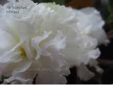 �� ������� ������