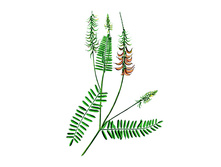 �������� ������������, �����, 50�. ���� 135 ���