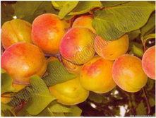 ������� ������� -470�