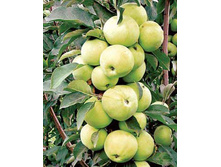 ������ ����� (�������)-240�