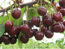 ����� ��������� (�������)-230�