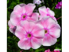 ���� 26 - ����� �������