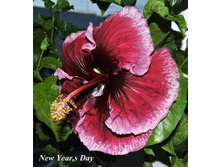 New Year,s Day
