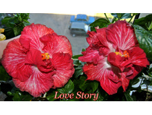 Love Story