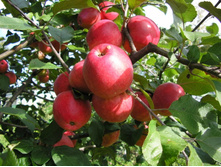 ������ ����� ���������-350�.jpg