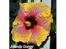 Jolanda Gomer