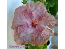 Heart,s Desire