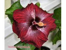 Tahitian Red Beauty