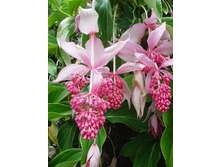 ���������-  ������ �������� .....