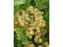 ����� ���������. ������������ ����� ��� ���� "���� �������".���� 400�