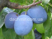 ����� �������  � �������  260�