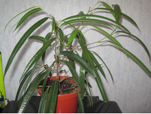 ���������� ���