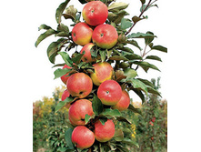 ������ ������(�������)-240�